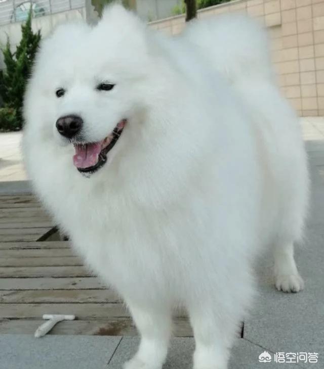 长毛宠物犬种类:目前人气最高的家庭宠物犬是哪些狗？有何依据？ 小型宠物犬长毛品种及图片