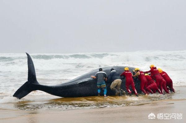 须鲸呼息图片:如果鲸鱼在海中被绑住，不让它上浮会不会憋死？