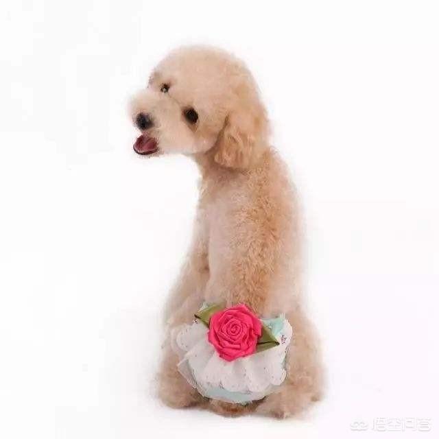 金丹犬外阴:金丹犬厉害吗 狗狗下体红肿还带血是什么情况？