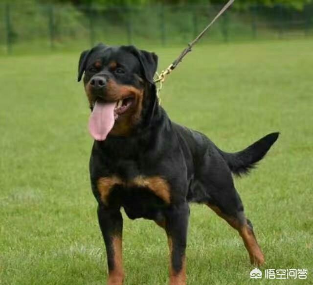 警察与防暴犬图片:金毛能当警犬吗，为什么？