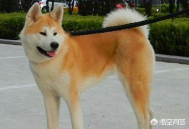 日本秋田犬价格:2018年秋田犬幼犬多少钱？可以从哪里买到？ 日本秋田犬价格