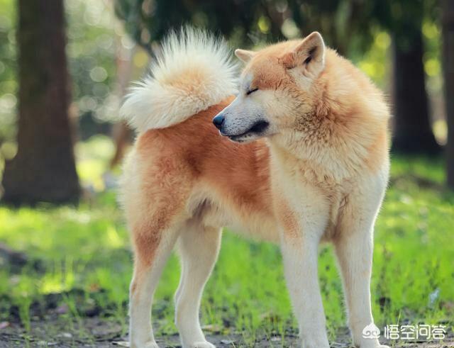 日本秋田犬价格:2018年秋田犬幼犬多少钱？可以从哪里买到？ 日本秋田犬价格