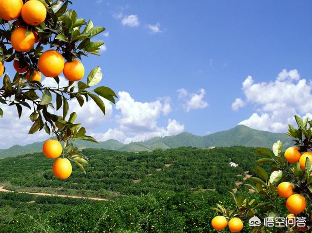 头条问答 - 下雨天是不是不能去脐橙园摘橙子,为什么?(7个回答)