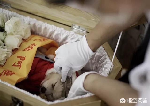 宠物去世后你会以何种方式处理呢？插图19