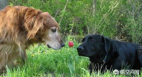 宠物去世后你会以何种方式处理呢？插图20