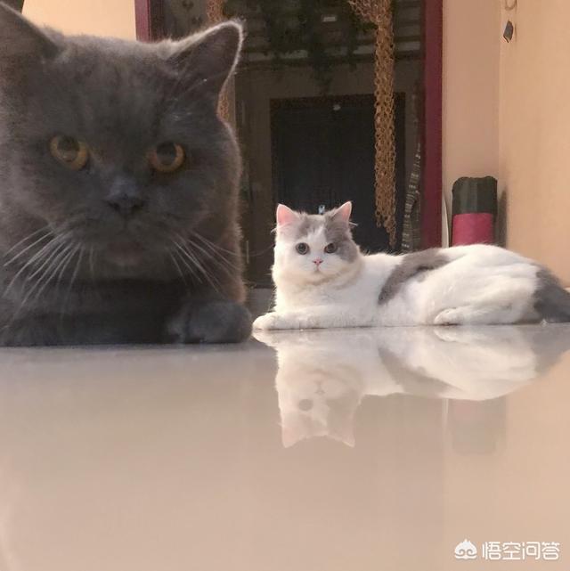 优爵宠物食品好不好:经常给猫咪吃零食，有必要吗？怎样养猫比较好？