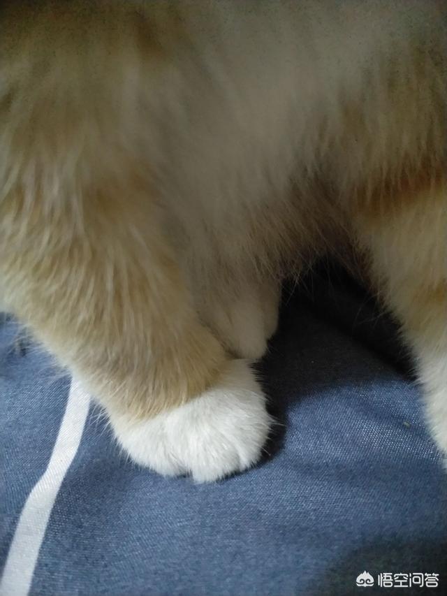 猫奴契约书 在线:外国历史上有哪些著名的猫奴？