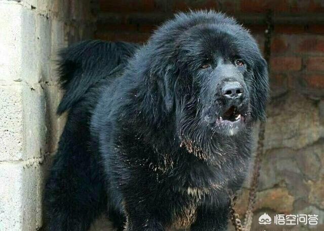 中国护卫犬网:我国的哪些狗比罗威纳更护主？为什么？