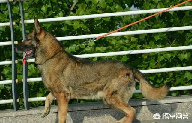 中国护卫犬网:我国的哪些狗比罗威纳更护主？为什么？