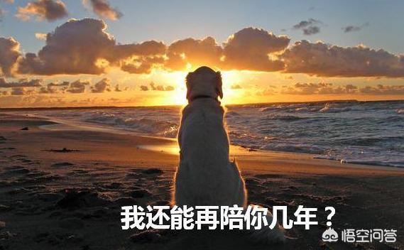 单身养狗的女人不能娶什么意思:为什么大多单身女人都喜欢养大型犬？