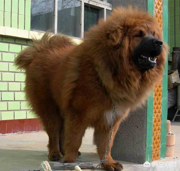 杨志军 藏獒 卖了:藏獒是犬类里战斗力最强的吗？