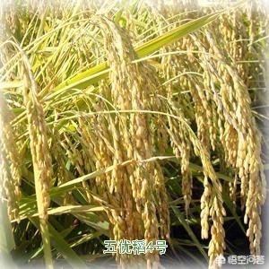 绿竹香米的危害，稻花香米和长粒香米的区别是什么？