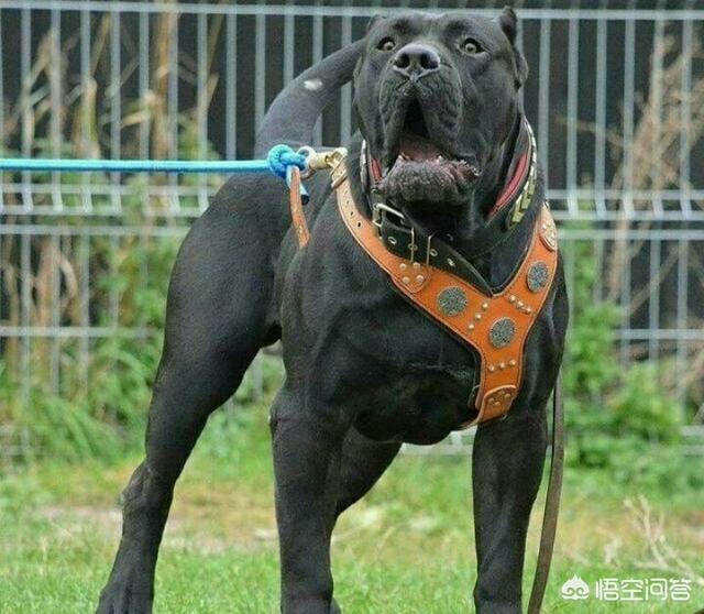 日本土佐犬打架:全世界最具护卫的犬种是哪一种？ 日本土佐犬打斗视频