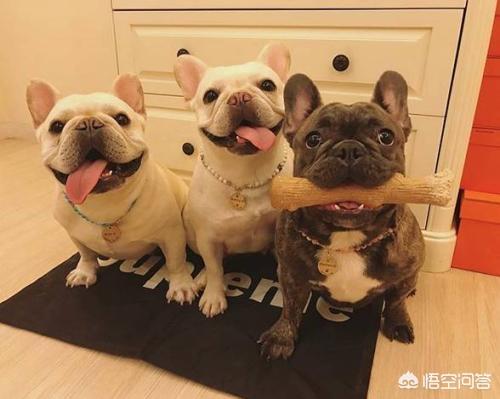 狗吐白沫:1虚岁小狗吐白沫是什么意思？