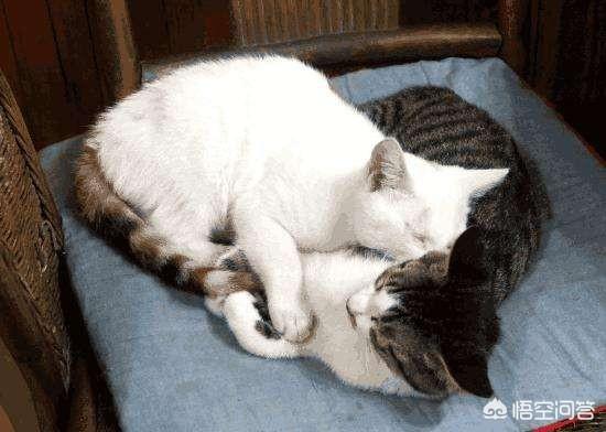 为什么晚上睡觉时猫咪总喜欢靠近自己的头，而且咕噜声还很大？插图2