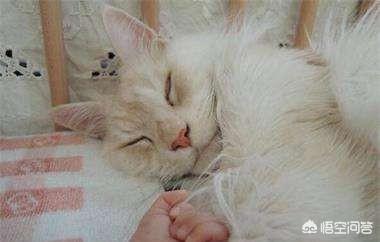 为什么晚上睡觉时猫咪总喜欢靠近自己的头，而且咕噜声还很大？插图