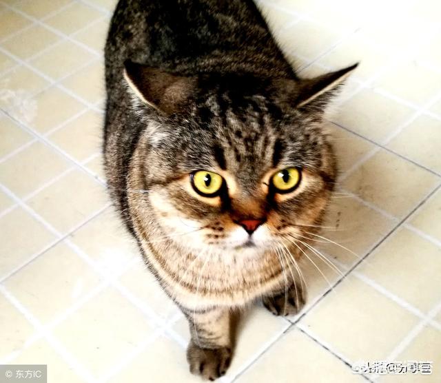 来养一只电子宠物猫:小区有养狗、猫宠物，孩子挺喜欢小羊，想养只羊当做宠物，行吗？