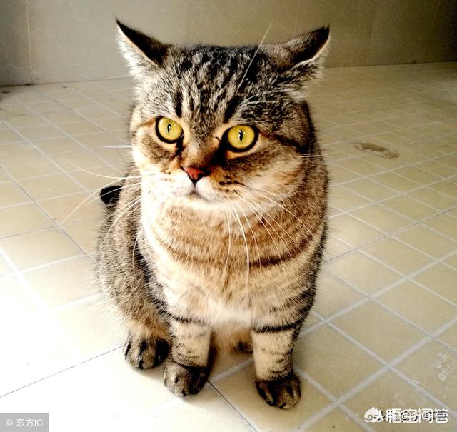 来养一只电子宠物猫:小区有养狗、猫宠物，孩子挺喜欢小羊，想养只羊当做宠物，行吗？