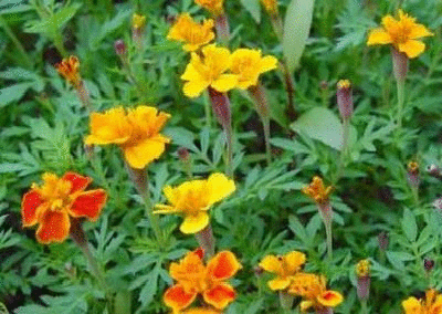家养月季花栽培:在阳台上栽种微型月季盆栽，如何保证常年开花呢？