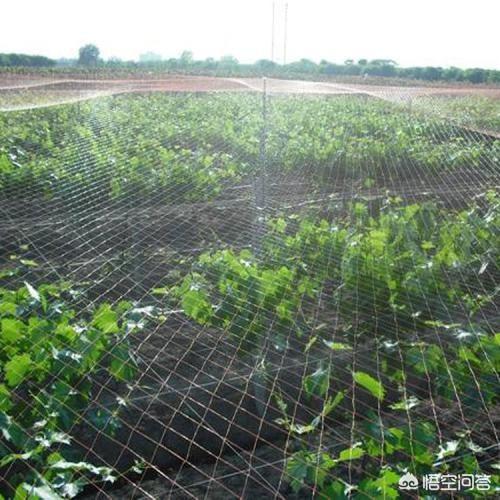 超声波驱狗器:家用庭院用什么东西驱鸟驱猫好？