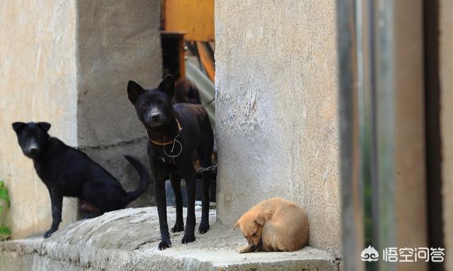 中华田园犬之西默默:想养好中华田园犬，要做到哪些事情？