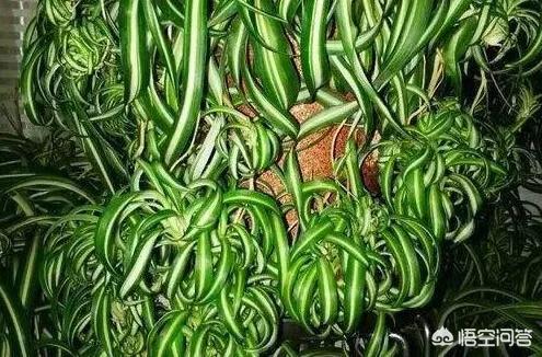 花叶芋根结线虫病:吊兰底部生长的疙瘩是什么？