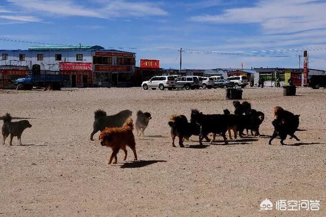 改变世界的犬类流浪狗:一群狗流浪久了会逐步具备狼群的社会特点吗？ 比特犬不敢招惹的狗