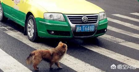 撞死小狗狗主索赔腾讯:开车的把我小狗撞死了，警察说我全责，怎么办？