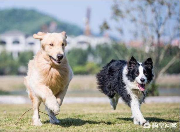 英国激飞猎犬和边牧:边境牧羊犬与其他狗狗相比，有什么优势？