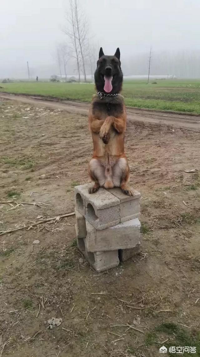 北京马犬警犬:4个月马犬买回来半个月了，还无法取得它的信任，怎么办？