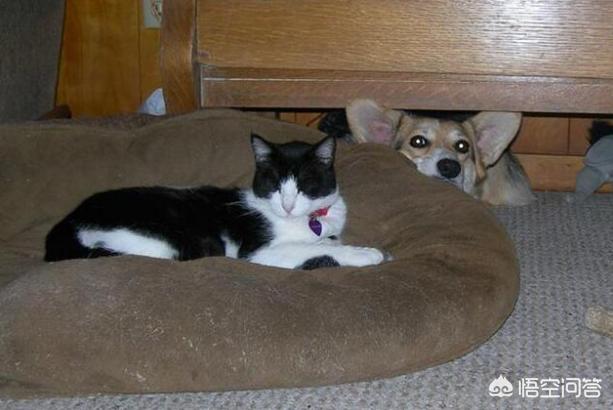 动物性行为狗锁猫视频:狗可以和人一起在床上睡觉吗？