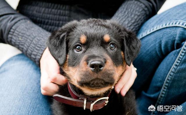 罗威纳犬图片:罗威纳适合家养吗？如何把它训练成不乱咬人的狗？ 罗威纳犬图片 幼犬