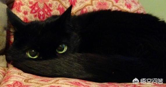 村里楼房养猫注意事项:宠物猫在农村家庭怎样正确放养？