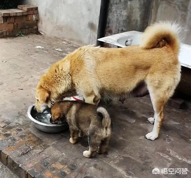 河北藏獒:中国本土还有哪些猛犬不输于藏獒？