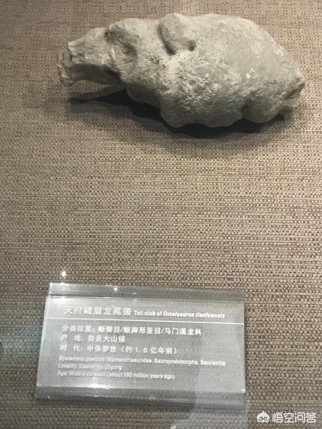 巨型恐龙骨头:巨型食草恐龙是否像《侏罗纪世界》里那样温顺而且没有攻击力？