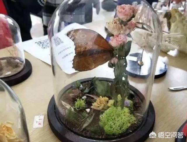上海宠物展团购:哪里可以查到2018年宠物用品展会的信息？ 2021上海宠物展