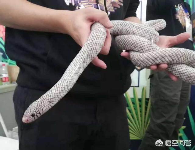 上海宠物展团购:哪里可以查到2018年宠物用品展会的信息？ 2021上海宠物展