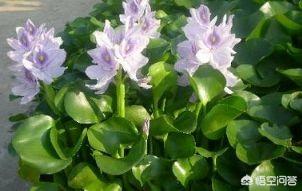 养鳌虾要放多深的水:养殖小龙虾，池塘水深多少最合适，配什么水草最好？