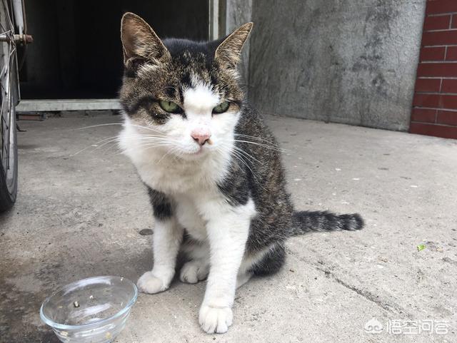 猫叔大白主人是:家猫是怎么看待流浪猫的？