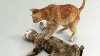 母猫绝育第二天没精神不爱动:猫绝育完六小时还是没精神，走路不稳还吐，正常吗？ 母猫绝育后第二天还没精神