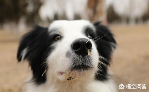 边境牧羊犬性格特点优缺点:饲养边境牧羊犬的你后悔了吗，为什么？