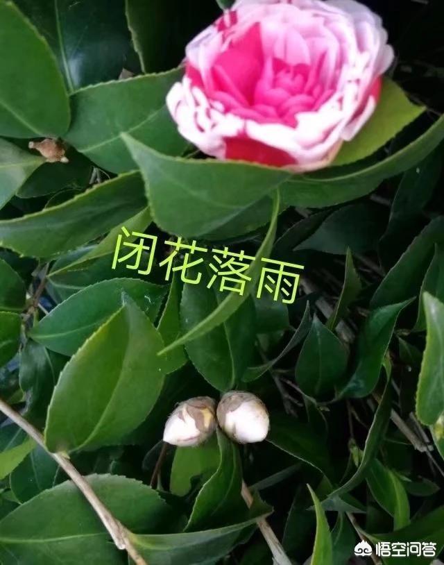 雨付梦妮:除了《不负骤雨》、《时间煮雨》之外有哪些可推荐的关于雨的歌？