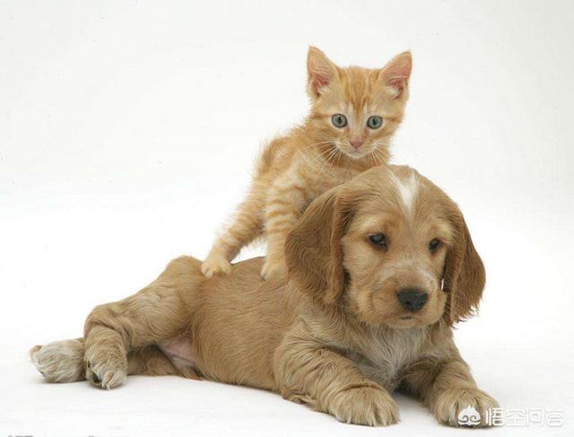 狗弓形虫病的症状:狗吃猫屎会感染弓形虫吗？