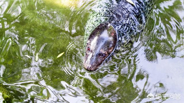 济南东大宠物兔养殖场:济南趵突泉里生活着两只斑纹海豹，海豹真的适合在泉水里生存吗？