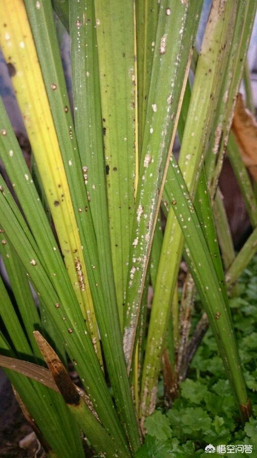 头条问答 - 兰花长了很多白色的虫一样的东西,枯死了不少,是病还是虫?