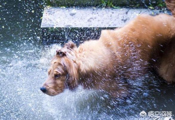 金毛体臭么:金毛犬作为家庭宠物有哪些优点和缺点？