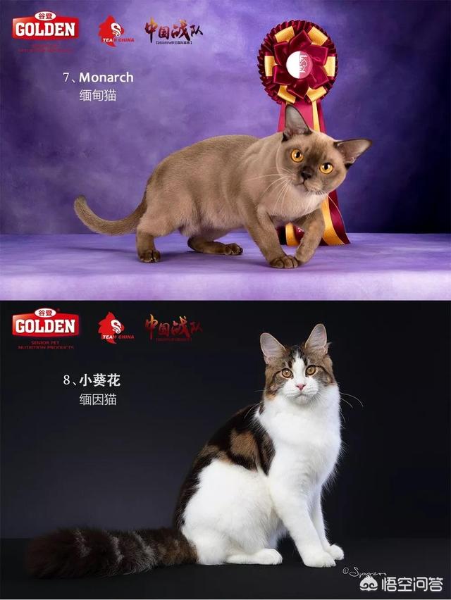 宠物猫品种大全和图片:世界上最美的猫长什么样？