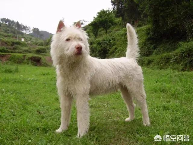 大头狗壁纸:中华田园犬升级为中国唐狗，对此你怎么看？