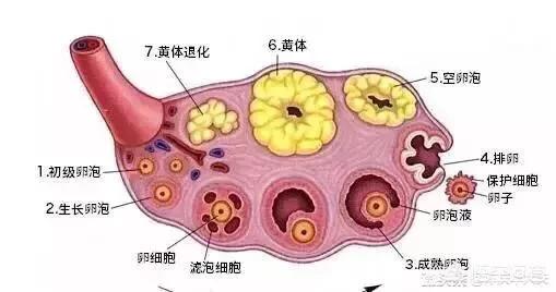 多囊卵巢综合征的人怀孕后该怎么安排食谱？(多囊卵巢综合征怀孕后注意哪些)