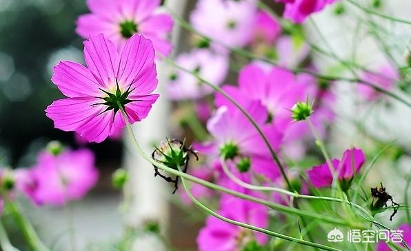 波斯菊图片:买花送了一袋波斯菊花子，该什么时间种植比较好？该怎么养护？